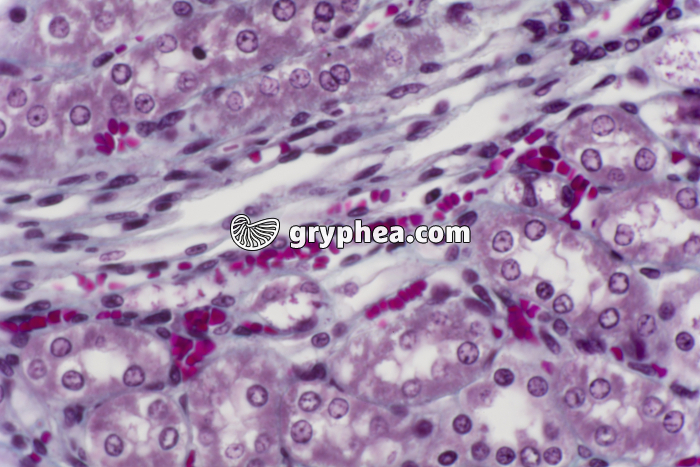 Rein tubules urinaires et capillaires sanguins CL x200 - gryphea.com